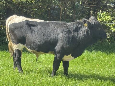 2 schwarze reinrassige Pinzgauer Stiere
