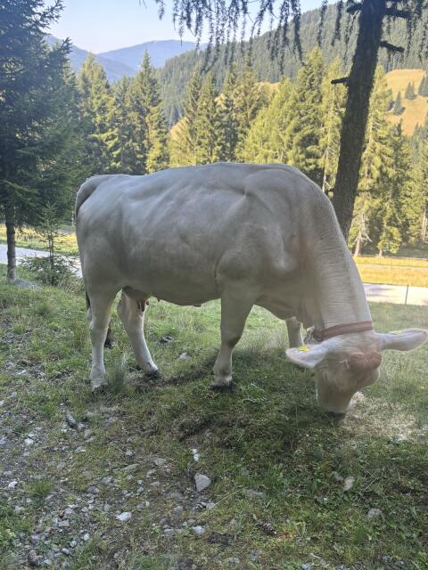 Murbodner Mutterkuh