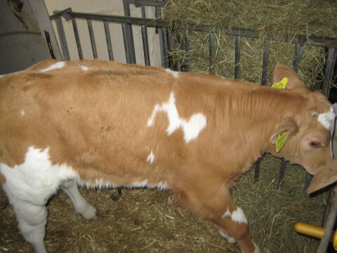 CHAROLAIS/RF Stierkalb