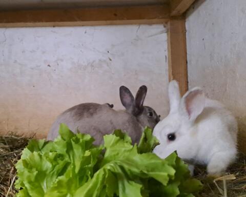 Zwergkaninchen