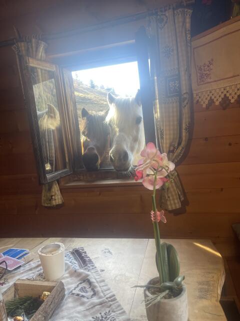 Ponys