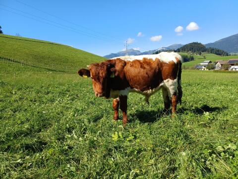 Pinzgauer Stier