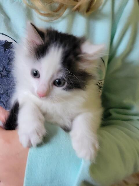 Babykatzen