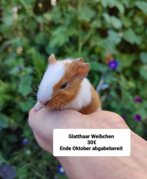 Meerschweinchen und Kaninchen