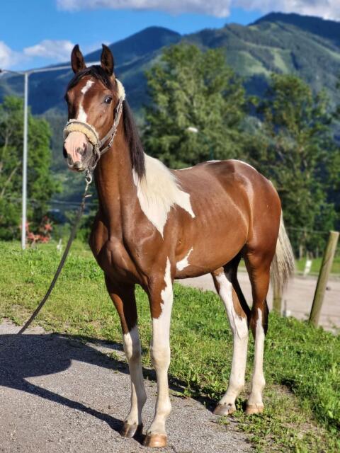 Pintohengst 'Whisky the Champion'