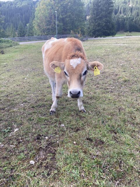 Jerseykalb