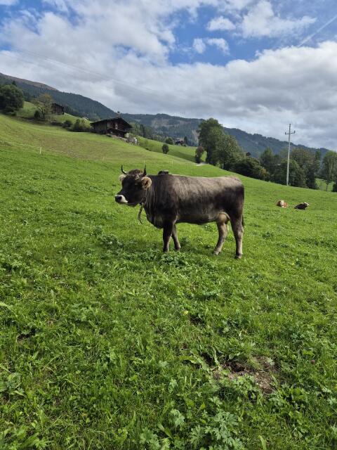Tiroler Grauvieh Erstlingskuh Bio