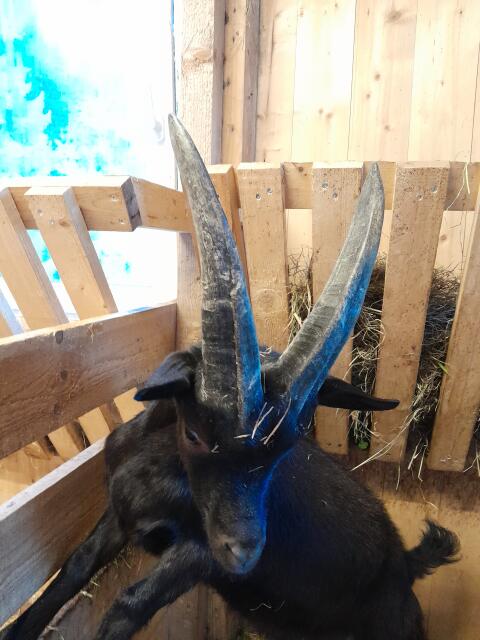 Aosta Kitzbock