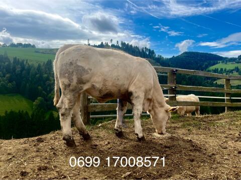 Charolais Zuchtkalbinnen