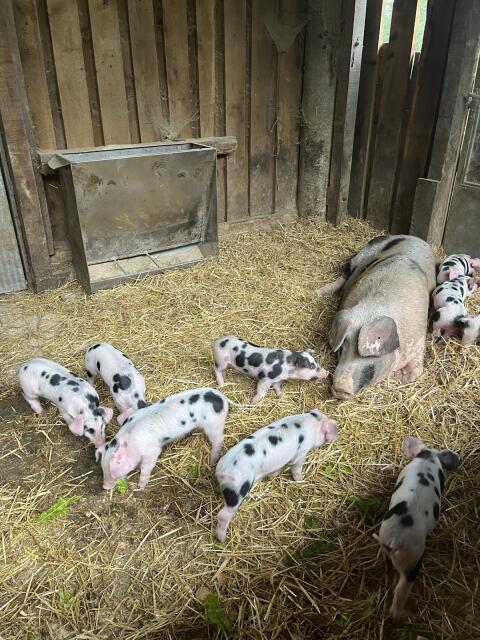 Bunte Bentheimer Ferkel