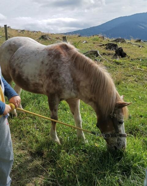 Pony Stute