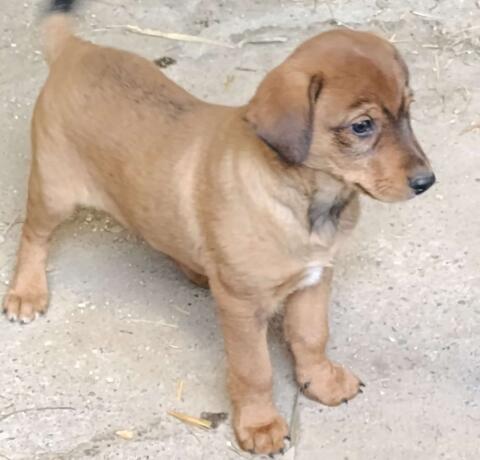 Hundebaby