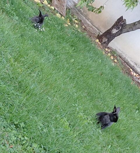Kaninchen