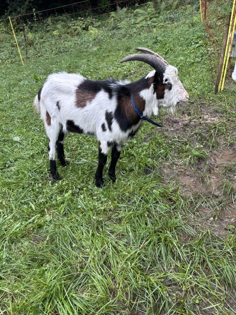Ziegenbock