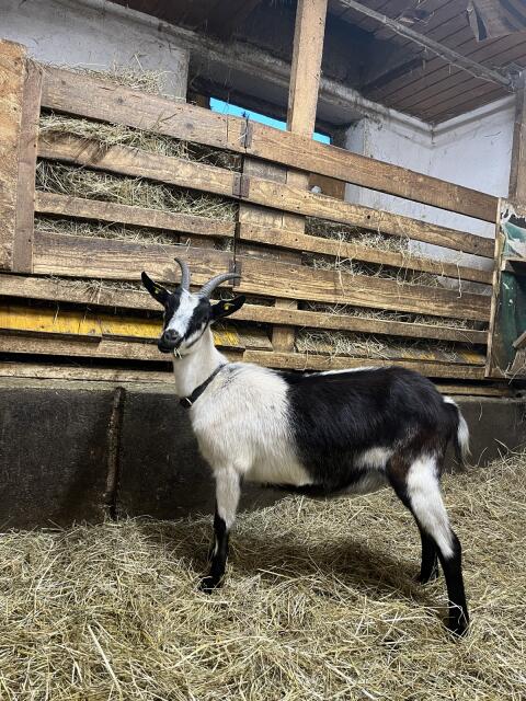 Suche Pfauenziegenbock