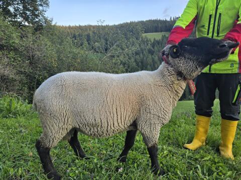 Reinrassiger Schwarzkopfwidder