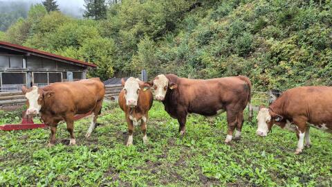 Fleckvieh Fleisch PP Zuchtstier