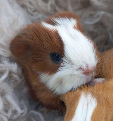 Meerschweinchen