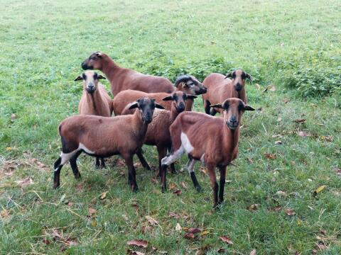 Kamerunschaf Bock