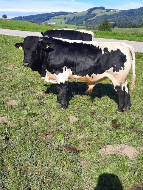 Bio Pinzgauer Stier