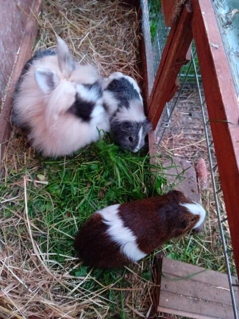 Meerschweinchen