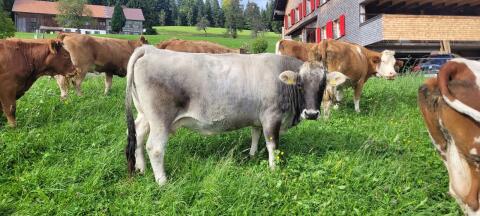 Tiroler Grauvieh Bio