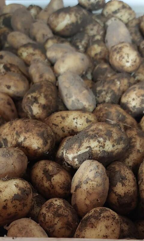 Bio Kartoffel Ditta