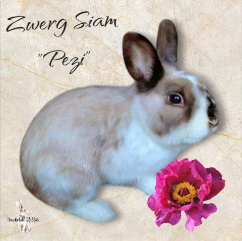 Siam Mix Zwergkaninchen