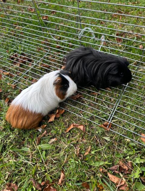 Meerschweinchen