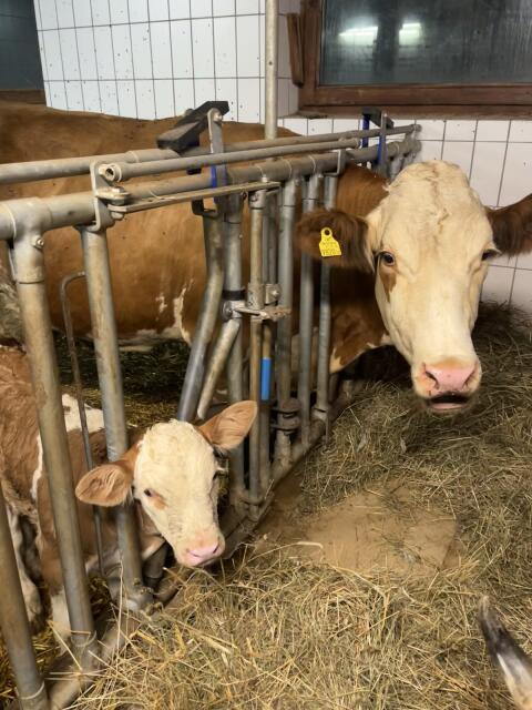 Fleckvieh Mutterkuh mit weiblichem Kalb