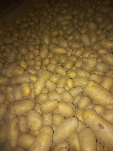 Speisekartoffeln Ditta feldfallend
