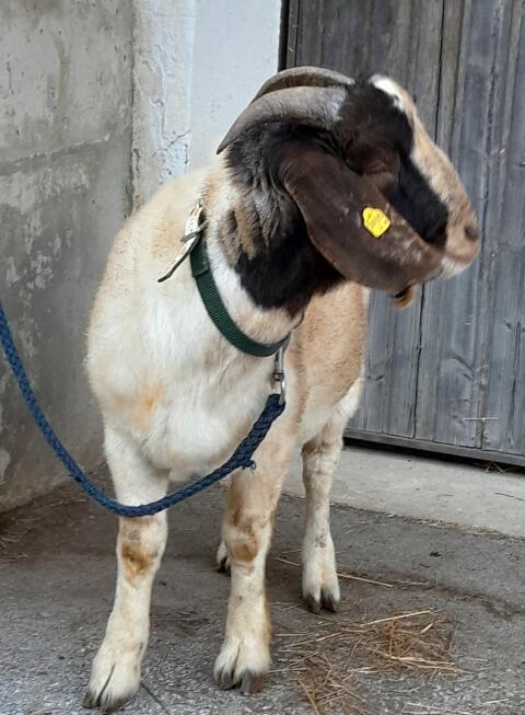 Burenziegenbock zu verkaufen