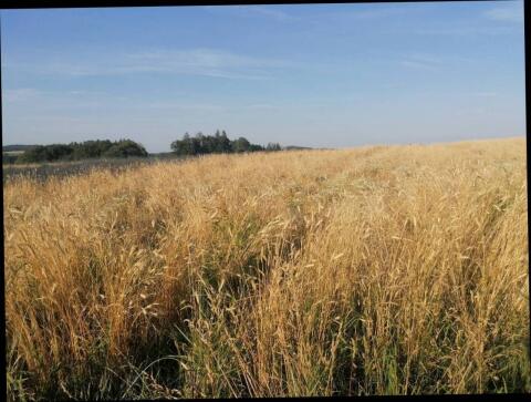 Bio Einkorn