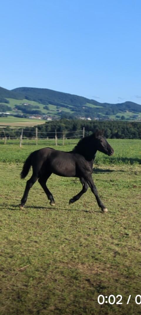 Noriker