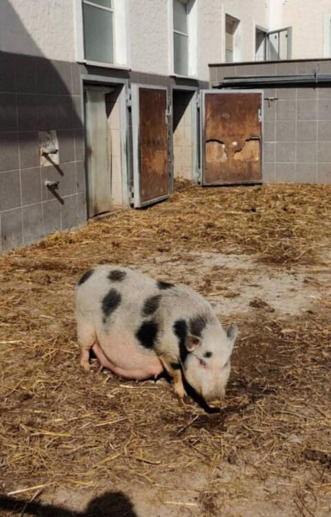 Weibliches Zwergschwein zu verkaufen