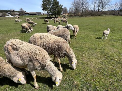 Lacaune Altschafe und Lämmer