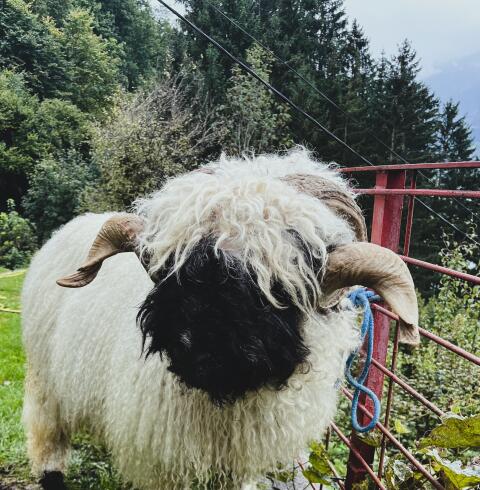 Walliser Schwarznasenwidder