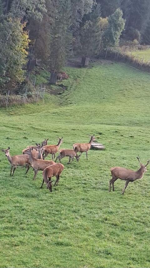 Rotwild aus Gehege
