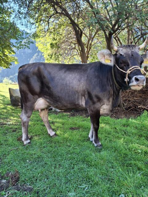 Tiroler Grauvieh Erstlingskuh