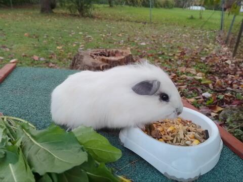 Süße bunte Meerschweinchenjungs
