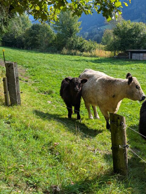 Bio Galloway Kühe, Kalbinnen und Kälber zu verkaufen