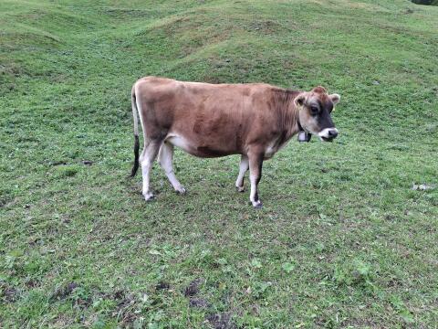 Jersey Kalbin