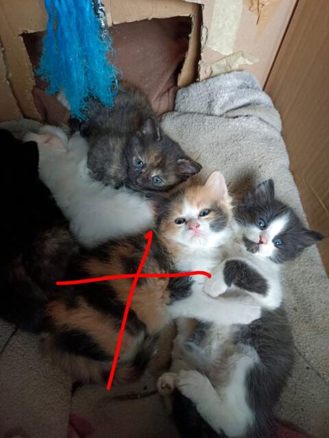 Katzen