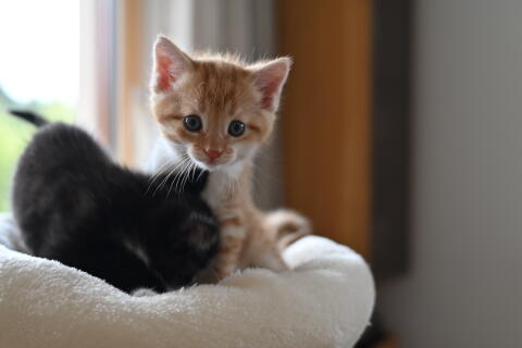 Verkaufen süße Babykatzen