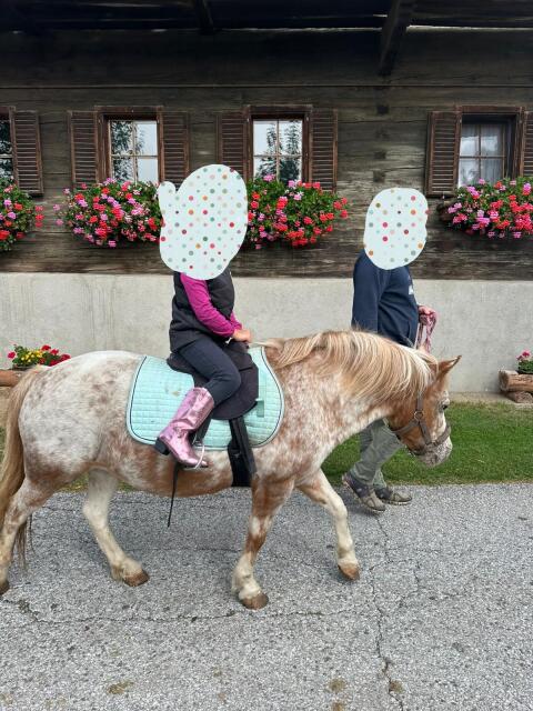Pony Stute