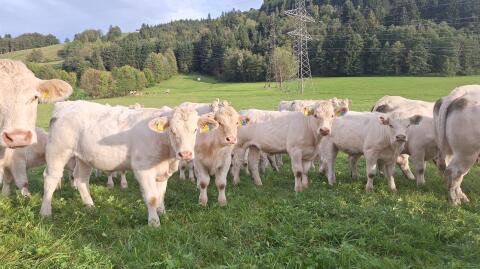 Bio Charolais Zuchtkälber - genetisch hornlos