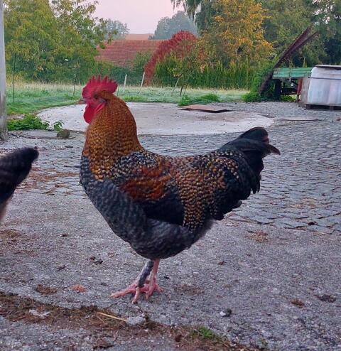 Hahn - Naturbrut