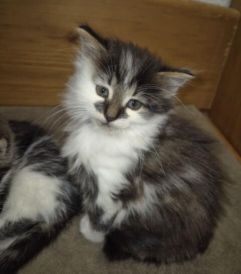 Katzenbabys