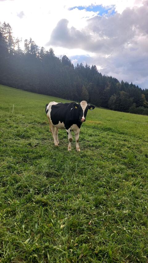 Bio-HF-Kalbin trächtig
