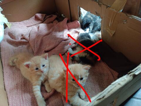 Katzen